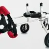 Chariot pour chat paralysé pattes arrières