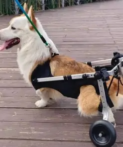Chien fauteuil roulant