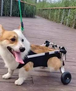 Chien fauteuil roulant